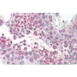 Immunohistochemistry - Anti-MARCH10 Antibody (A83350) - Antibodies.com