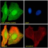 Immunofluorescence - Anti-SENP6 Antibody (A83351) - Antibodies.com