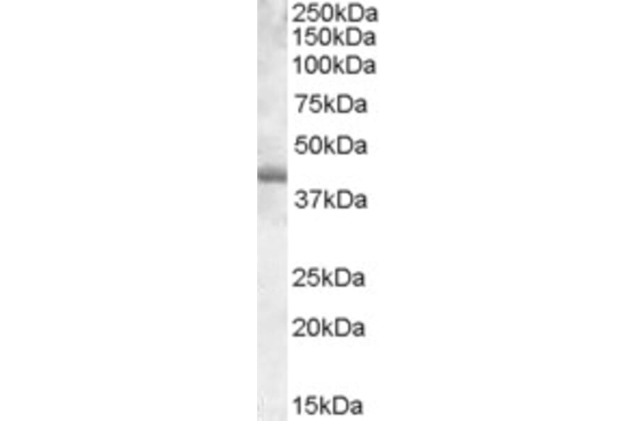 Western Blot - Anti-PU.1/Spi1 Antibody (A83352) - Antibodies.com