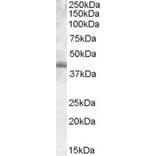 Western Blot - Anti-PU.1/Spi1 Antibody (A83352) - Antibodies.com