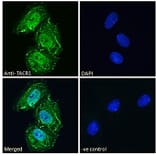 Immunofluorescence - Anti-NK-1R Antibody (A83353) - Antibodies.com