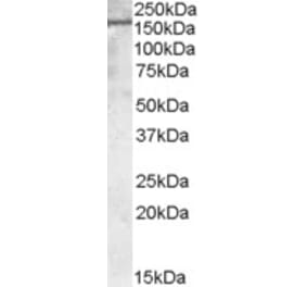 Western Blot - Anti-PODXL Antibody (A83356) - Antibodies.com