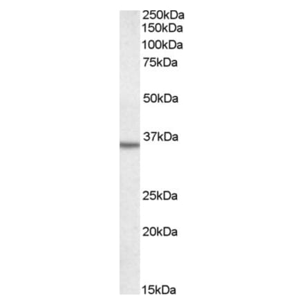 Western Blot - Anti-ANXA2 Antibody (A83358) - Antibodies.com
