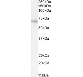 Western Blot - Anti-alpha 2 Antiplasmin Antibody (A83359) - Antibodies.com