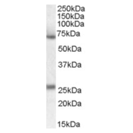 Western Blot - Anti-SERPINF2 Antibody (A83359) - Antibodies.com