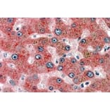 Immunohistochemistry - Anti-alpha 2 Antiplasmin Antibody (A83359) - Antibodies.com