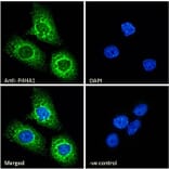 Immunofluorescence - Anti-P4HA1 Antibody (A83360) - Antibodies.com