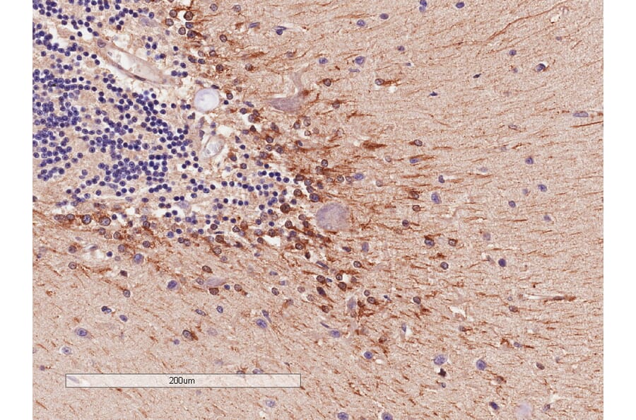 Immunohistochemistry - Anti-COMT Antibody (A83361) - Antibodies.com