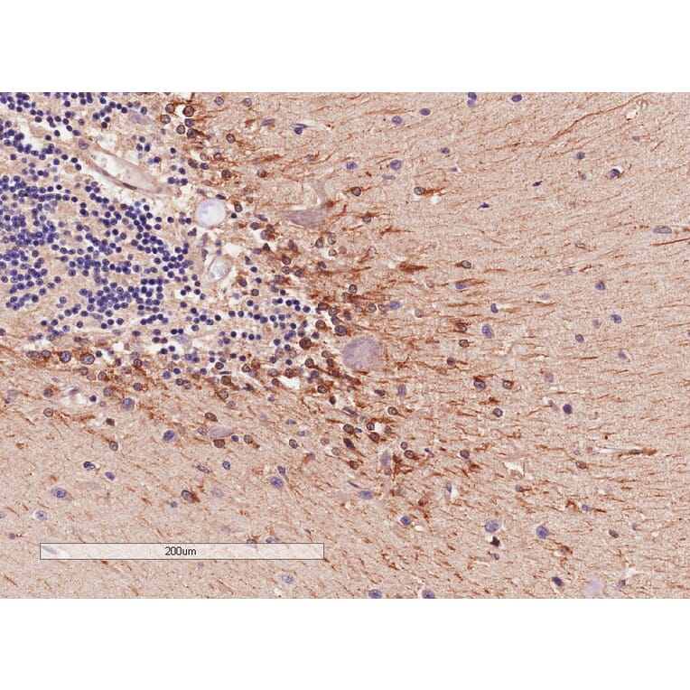 Immunohistochemistry - Anti-COMT Antibody (A83361) - Antibodies.com