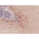 Immunohistochemistry - Anti-COMT Antibody (A83361) - Antibodies.com