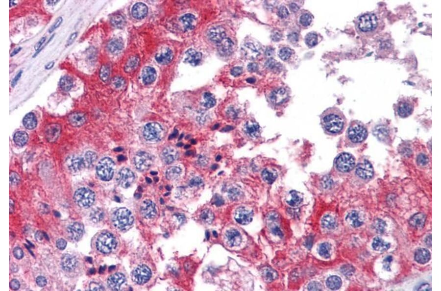 Immunohistochemistry - Anti-COMT Antibody (A83361) - Antibodies.com