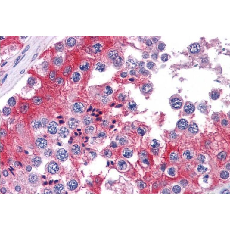 Immunohistochemistry - Anti-COMT Antibody (A83361) - Antibodies.com