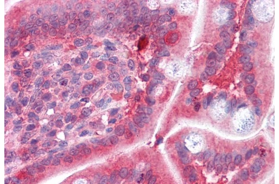 Immunohistochemistry - Anti-COMT Antibody (A83361) - Antibodies.com