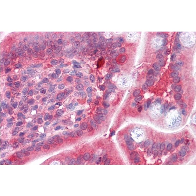 Immunohistochemistry - Anti-COMT Antibody (A83361) - Antibodies.com