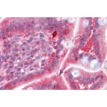 Immunohistochemistry - Anti-COMT Antibody (A83361) - Antibodies.com