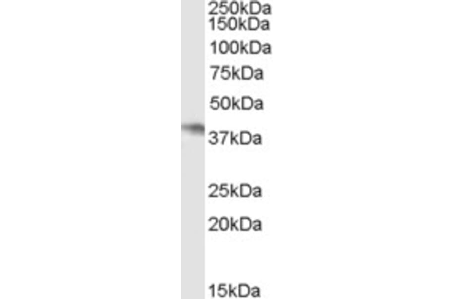 Western Blot - Anti-p40-phox Antibody (A83363) - Antibodies.com