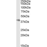 Western Blot - Anti-p40-phox Antibody (A83363) - Antibodies.com