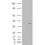 Western Blot - Anti-p40-phox Antibody (A83363) - Antibodies.com