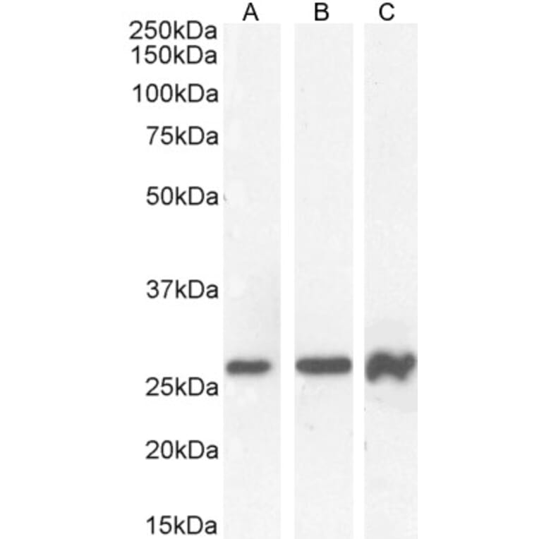 Western Blot - Anti-PAX6 Antibody (A83369) - Antibodies.com