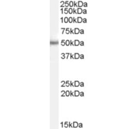 Western Blot - Anti-PAX6 Antibody (A83369) - Antibodies.com