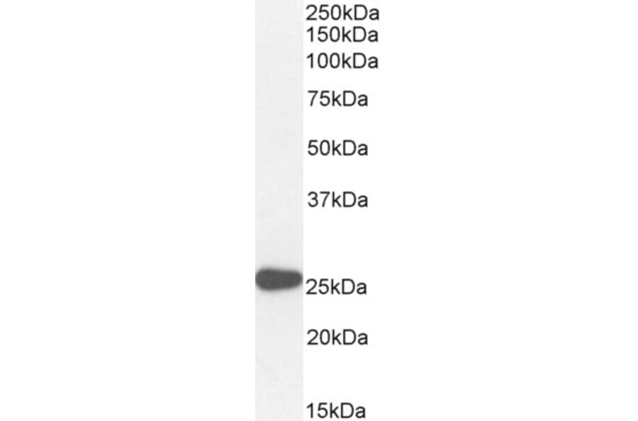 Western Blot - Anti-PAX6 Antibody (A83369) - Antibodies.com