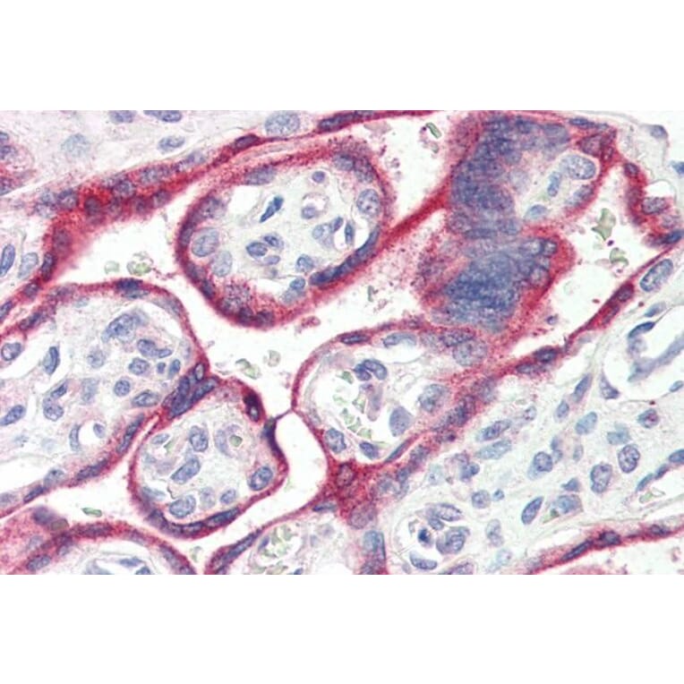 Immunohistochemistry - Anti-Aromatase Antibody (A83370) - Antibodies.com