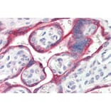 Immunohistochemistry - Anti-Aromatase Antibody (A83370) - Antibodies.com