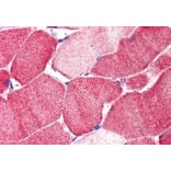 Immunohistochemistry - Anti-ARSB Antibody (A83371) - Antibodies.com