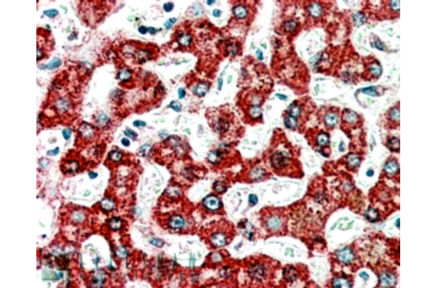 Immunohistochemistry - Anti-ACADM/MCAD Antibody (A83372) - Antibodies.com