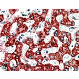 Immunohistochemistry - Anti-ACADM/MCAD Antibody (A83372) - Antibodies.com