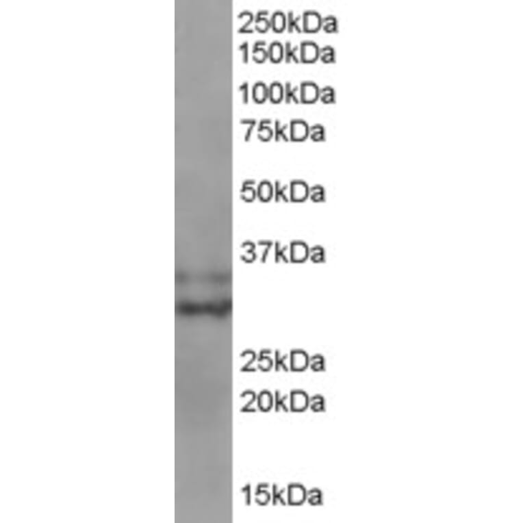 Western Blot - Anti-Livin Antibody (A83374) - Antibodies.com