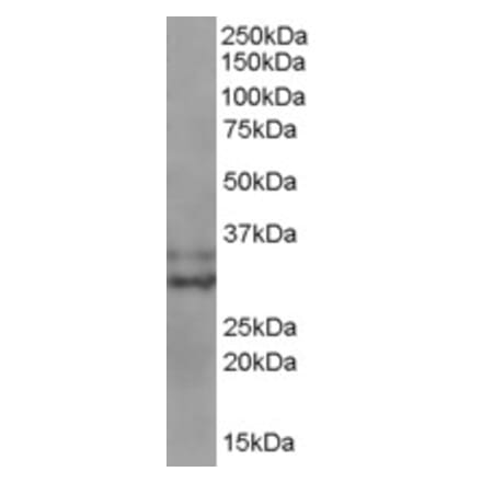 Western Blot - Anti-BIRC7 Antibody (A83374) - Antibodies.com