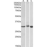 Western Blot - Anti-Livin Antibody (A83374) - Antibodies.com