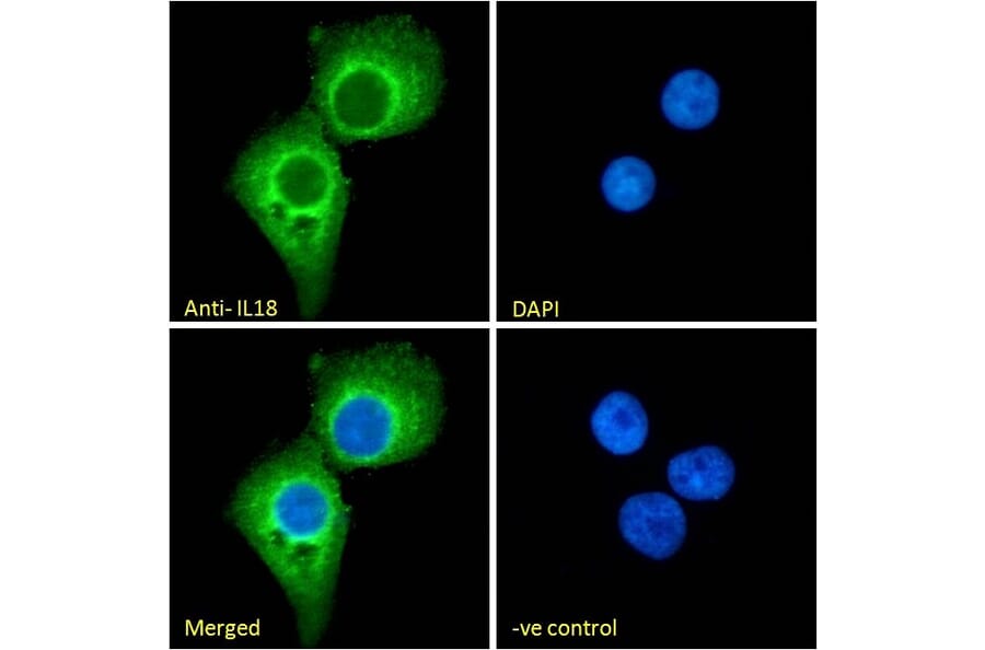 Immunofluorescence - Anti-IL-18 Antibody (A83377) - Antibodies.com