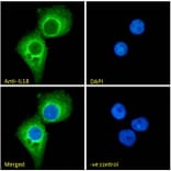 Immunofluorescence - Anti-IL-18 Antibody (A83377) - Antibodies.com