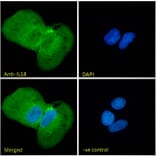 Immunofluorescence - Anti-IL-18 Antibody (A83377) - Antibodies.com
