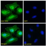 Immunofluorescence - Anti-DIO2 Antibody (A83378) - Antibodies.com