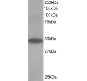 Western Blot - Anti-ORP1 Antibody (A83379) - Antibodies.com