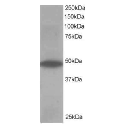 Western Blot - Anti-ORP1 Antibody (A83379) - Antibodies.com