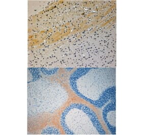 Immunohistochemistry - Anti-JIP3 Antibody (A83380) - Antibodies.com