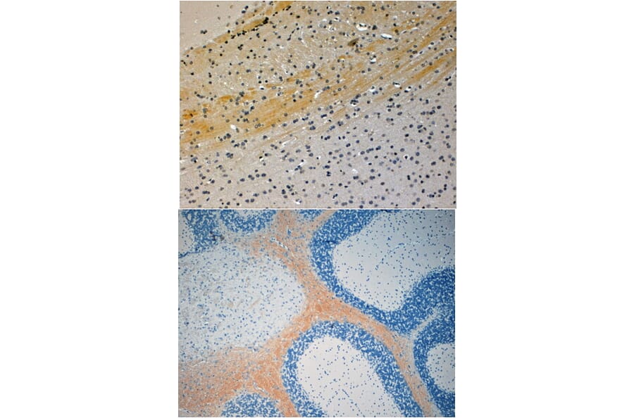 Immunohistochemistry - Anti-JIP3 Antibody (A83380) - Antibodies.com