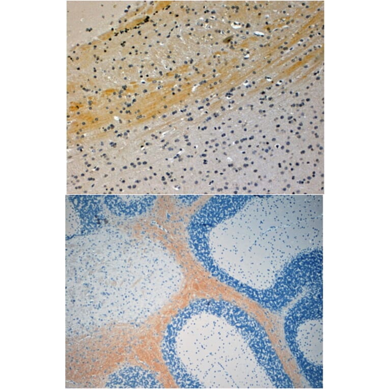 Immunohistochemistry - Anti-JIP3 Antibody (A83380) - Antibodies.com