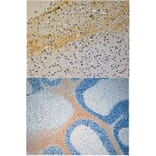 Immunohistochemistry - Anti-JIP3 Antibody (A83380) - Antibodies.com