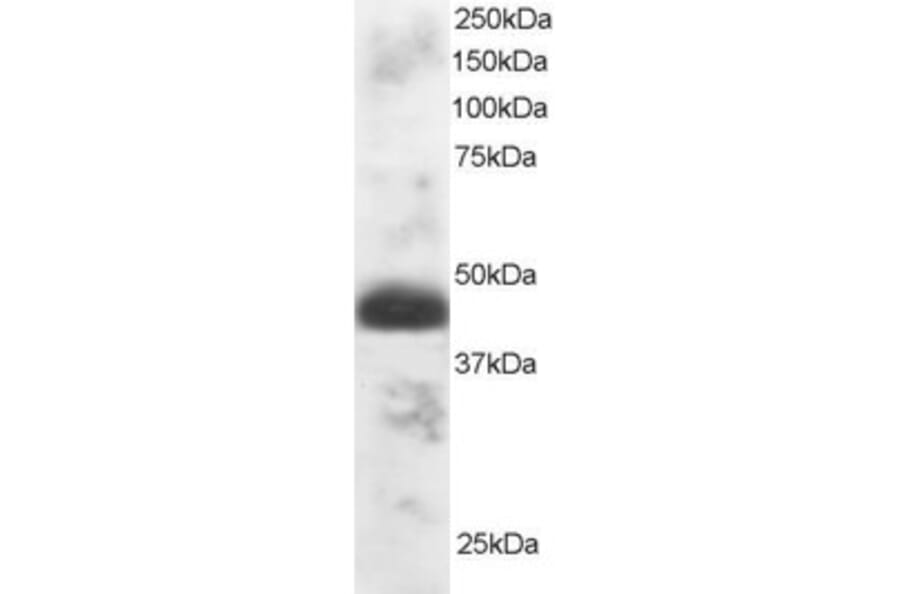 Western Blot - Anti-TFEC Antibody (A83381) - Antibodies.com