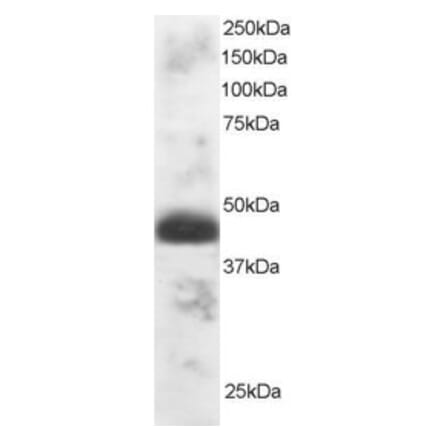 Western Blot - Anti-TFEC Antibody (A83381) - Antibodies.com