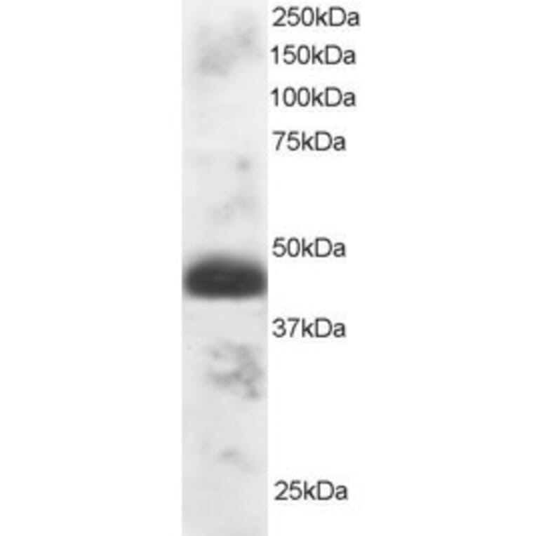 Western Blot - Anti-TFEC Antibody (A83381) - Antibodies.com