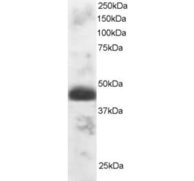 Western Blot - Anti-TFEC Antibody (A83381) - Antibodies.com