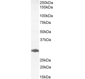 Western Blot - Anti-FOXI1 Antibody (A83383) - Antibodies.com