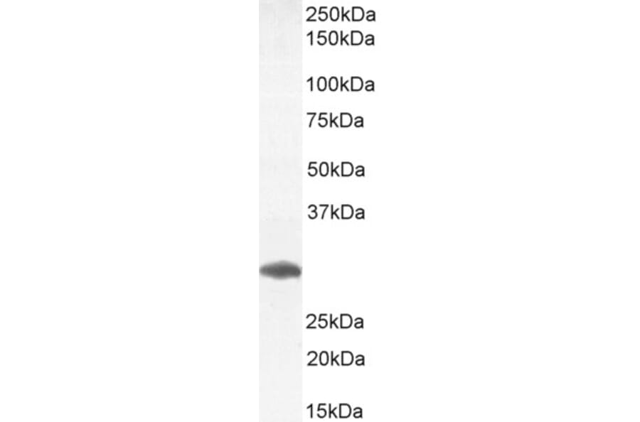 Western Blot - Anti-FOXI1 Antibody (A83383) - Antibodies.com