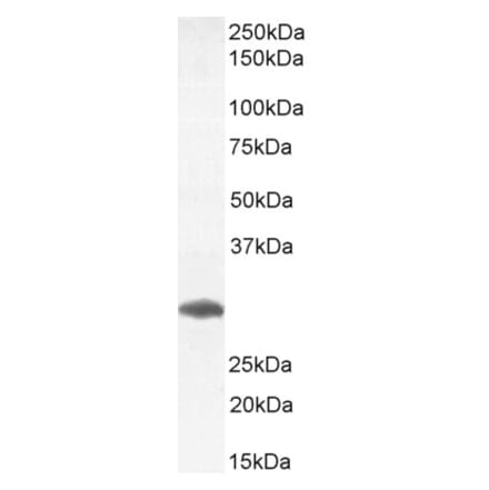 Western Blot - Anti-FOXI1 Antibody (A83383) - Antibodies.com